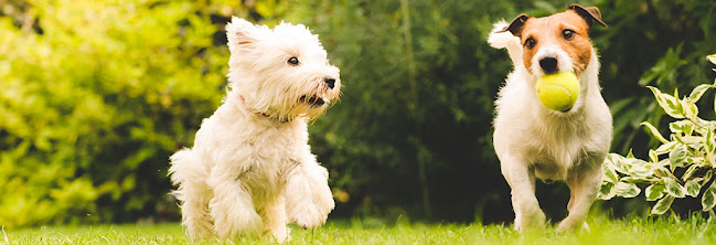 Wellington Canine Obedience Club