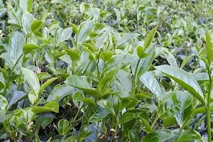 Ella organic tea garden image
