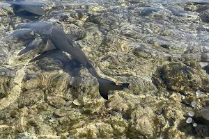 Shark Bay image