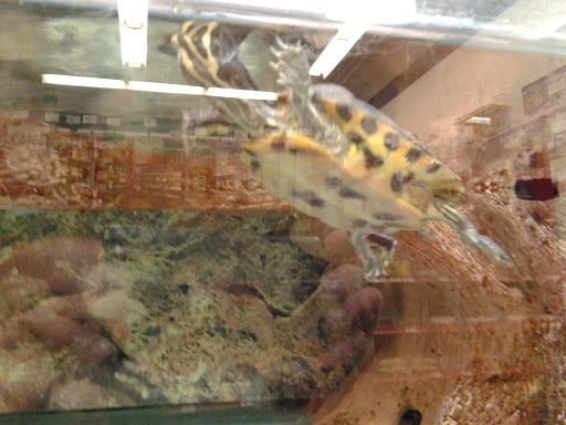 Pet Supply Store «Petco Animal Supplies», reviews and photos, 6137 Mid Rivers Mall Dr, St Charles, MO 63304, USA