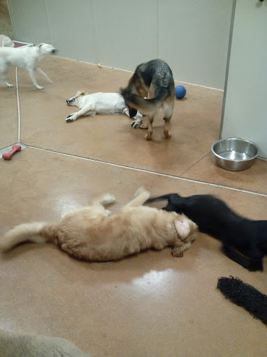 Pet Supply Store «PetSmart», reviews and photos, 300 Water Loop Ln, Collegeville, PA 19426, USA