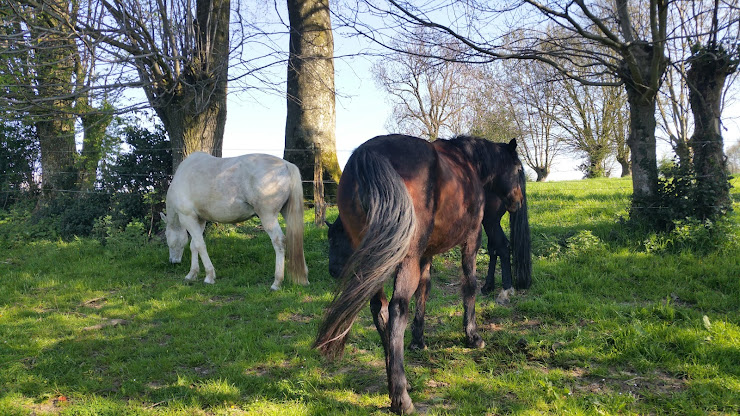 Photos des visiteurs Refuge AssoCheval 62130 Hautecloque