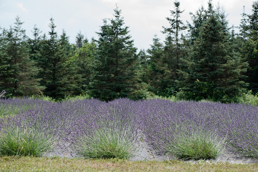 Spring Creek Lavender