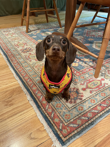 Pet Groomer «Pampered Pet Grooming & Supply», reviews and photos, 1127 North Ave #14, Burlington, VT 05408, USA