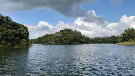 Tala arboles Panamá