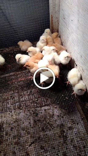 Pet Supply Store «M & E Feed & Seed», reviews and photos, 4413 Mc Innis Ave, Moss Point, MS 39563, USA