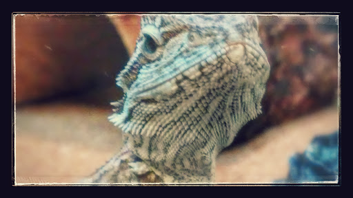 Pet Supply Store «PetSmart», reviews and photos, 400 S State Rd, Springfield, PA 19064, USA