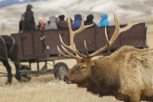 National Elk Refuge Sleigh Rides image