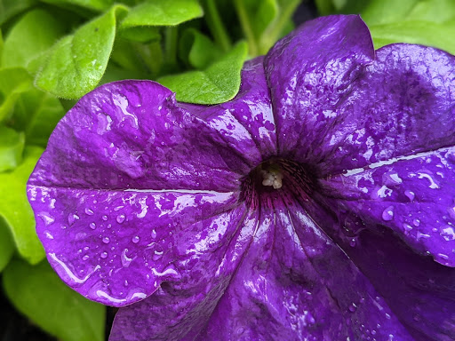 Convenience Store «Bi-Mart», reviews and photos, 4315 SE Woodstock Blvd, Portland, OR 97206, USA