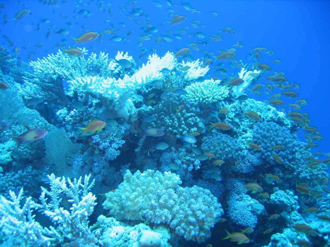 Carless reef diving site