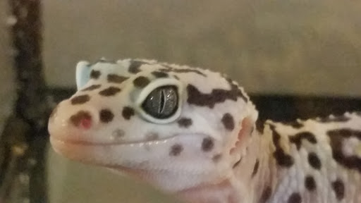 Pet Store «Plattsmouth Pets», reviews and photos, 430 Main St, Plattsmouth, NE 68048, USA