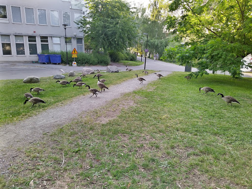 Kungsholms strandstig outdoor gym