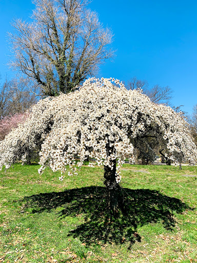 Park «Fairmount Park», reviews and photos, Reservoir Dr, Philadelphia, PA 19119, USA