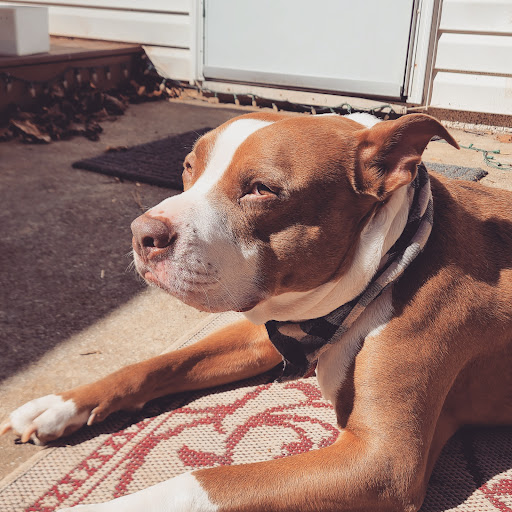 Pet Supply Store «AARF Pet Central», reviews and photos, 6570 James B Rivers Memorial Dr, Stone Mountain, GA 30083, USA