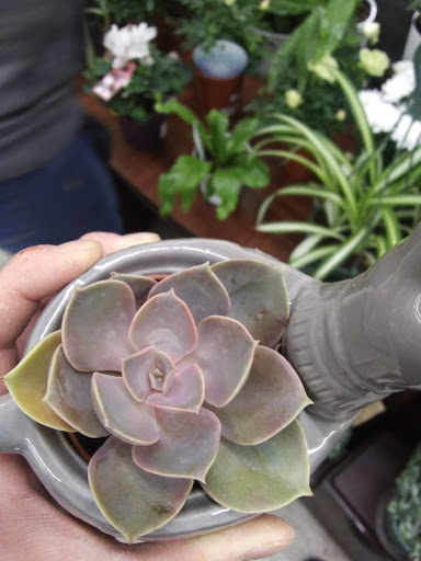 Grocery Store «Safeway», reviews and photos, 611 N Montana Ave, Helena, MT 59601, USA