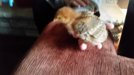 Pet Supply Store «Farmside Supplies Inc», reviews and photos, 15 Loomis Ave, Sussex, NJ 07461, USA