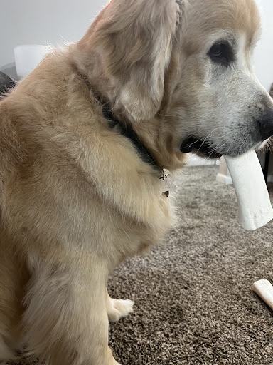 Pet Store «PetSmart», reviews and photos, 267 Berlin Turnpike, Berlin, CT 06037, USA