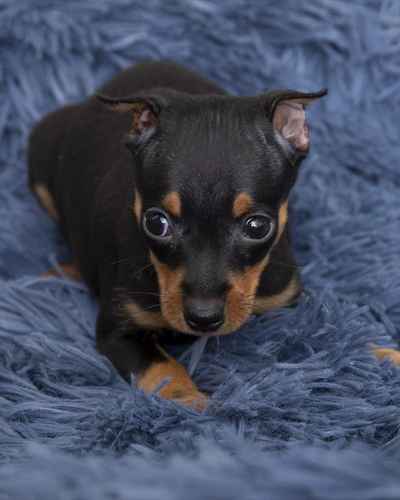 Pet Store «Pet Express», reviews and photos, 100 Independence Way, Danvers, MA 01923, USA