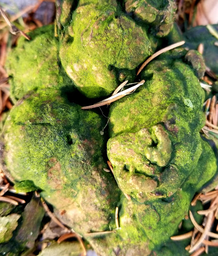 Nature Preserve «Lorrimer Sanctuary», reviews and photos, 790 Ewing Ave, Franklin Lakes, NJ 07417, USA