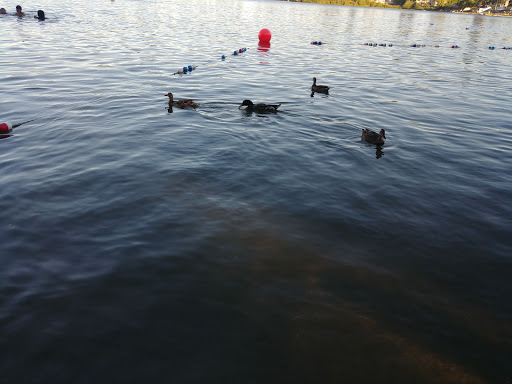 Park «Thornton A. Sullivan Park», reviews and photos, 11405 Silver Lake Rd, Everett, WA 98208, USA