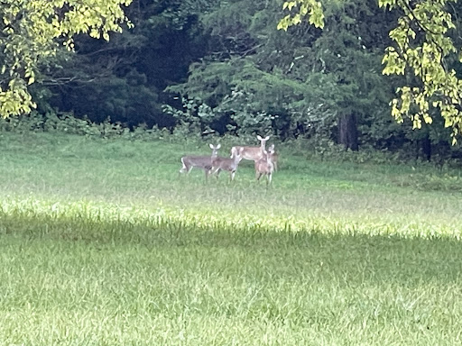 Real Estate Agency «Hank Cosby Real Estate», reviews and photos, 3812 Old Buckingham Road, Powhatan, VA 23139, USA