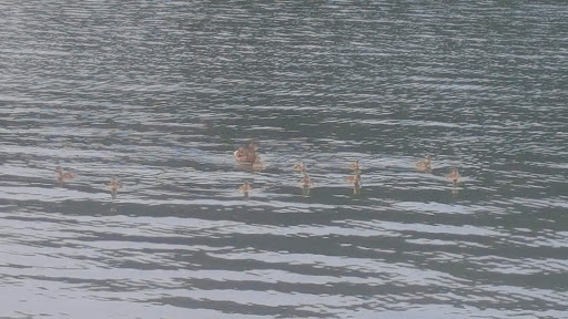 Marina «Mitchell Creek Marina», reviews and photos, 1260 Livingston Boat Dock Rd, Allons, TN 38541, USA