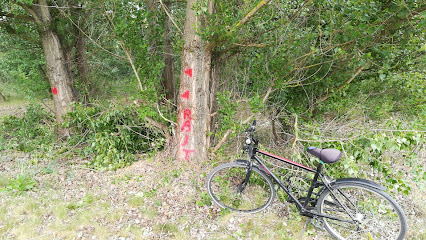 Bácsai Erdei Biciklis Pálya (Piros jelzések kovetése)