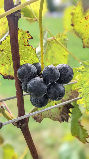 Vineyard «Boordy Vineyards», reviews and photos, 12820 Long Green Pike, Hydes, MD 21082, USA