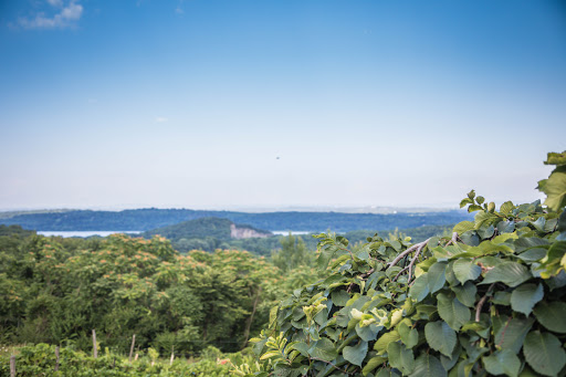 Winery «Benmarl Winery», reviews and photos, 156 Highland Ave, Marlboro, NY 12542, USA