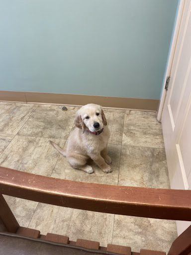 Vet to Pet Services image