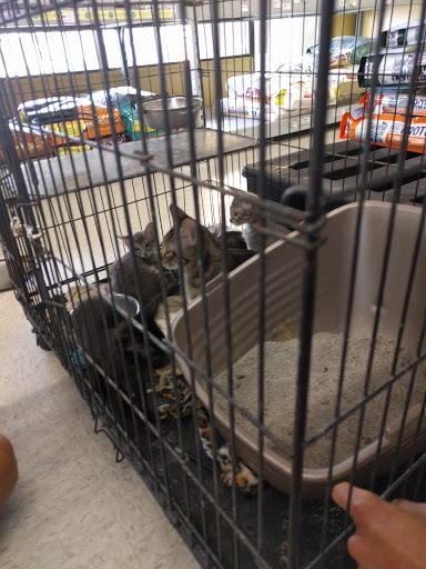 Pet Store «Petland Plano», reviews and photos, 1301 Custer Rd #405, Plano, TX 75075, USA