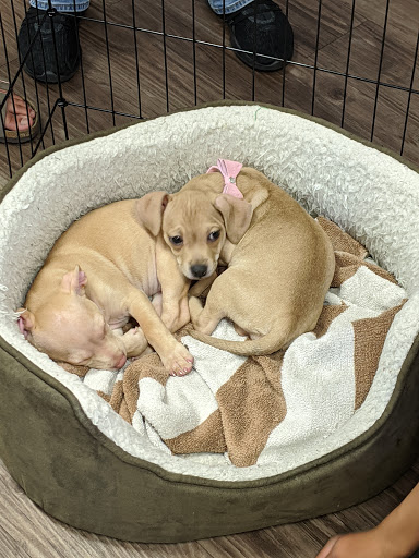 Pet Supply Store «At Your Services Pet Supplies», reviews and photos, 55 S Valle Verde Dr #300, Henderson, NV 89012, USA