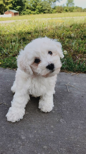 Pet Store «Pets Plus», reviews and photos, 454 TN-46, Dickson, TN 37055, USA