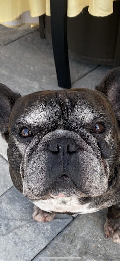 Explore boston bruins tattoo ideas, creative tattoo ideas in Orlando, available at Old Florida Electric