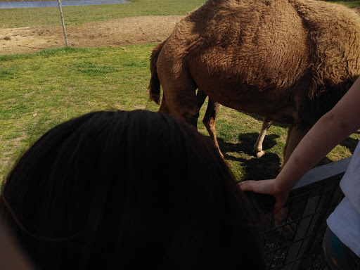 Ranch «Sharkarosa Wildlife Ranch», reviews and photos, 11670 Massey Rd, Pilot Point, TX 76258, USA