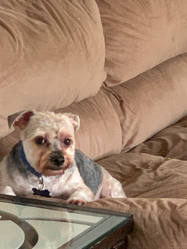 Pet Supply Store «PetSmart», reviews and photos, 7260 Orchard Lake Rd, West Bloomfield Township, MI 48322, USA