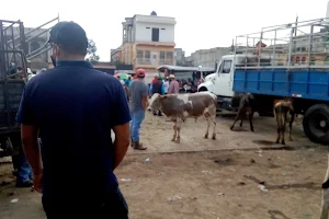 Mercado de animales image