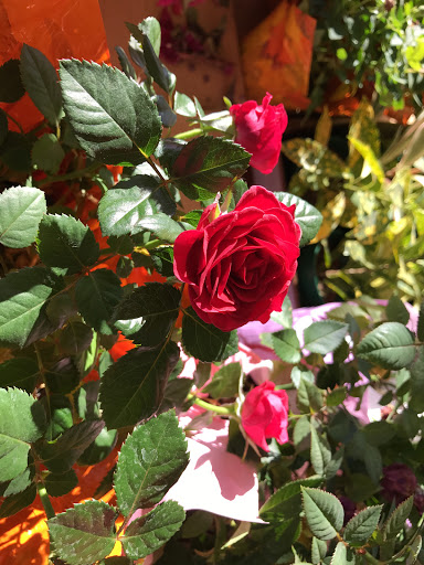 Produce Market «Produce Junction Inc», reviews and photos, 272 Pottstown Pike, Exton, PA 19341, USA