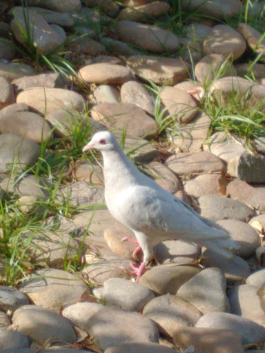 Social Services Organization «The Shade Tree», reviews and photos