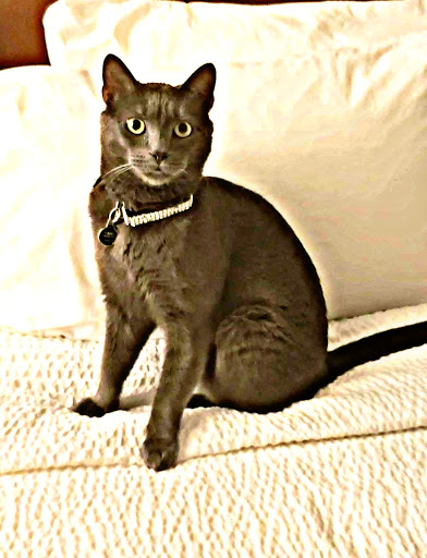 Pet Supply Store «PetSmart», reviews and photos, 1733 S Stapley Dr, Mesa, AZ 85204, USA