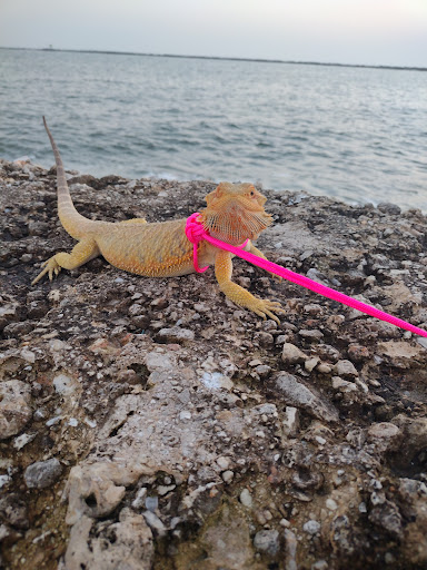 Pet Supply Store «PetSmart», reviews and photos, 104 TX-332, Lake Jackson, TX 77566, USA