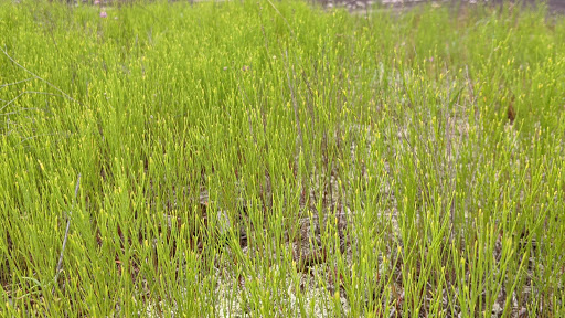 Nature Preserve «Davidson-Arabia Nature Preserve», reviews and photos, 3787 Klondike Rd, Lithonia, GA 30038, USA