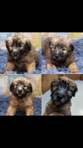 Pet Store «Pet Express», reviews and photos, 100 Independence Way, Danvers, MA 01923, USA