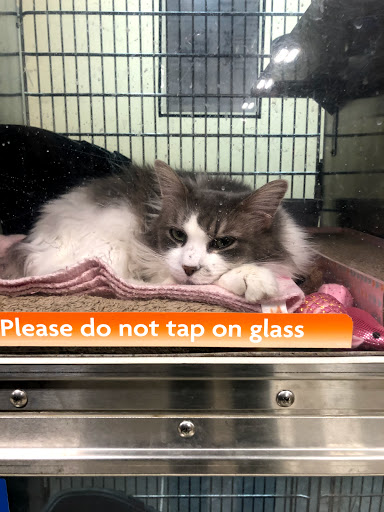 Pet Supply Store «PetSmart», reviews and photos, 8111 Brier Creek Pkwy, Raleigh, NC 27617, USA