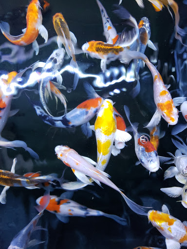 Tropical Fish Store «Rosemead Aquarium», reviews and photos, 9123 Valley Blvd, Rosemead, CA 91770, USA