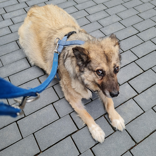 Silke Wittchen Dr. med. vet. Tierärztin unter Bad Vilbel, Hessen
