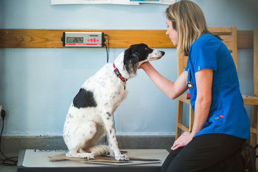 Christopher Carter Veterinary Surgery