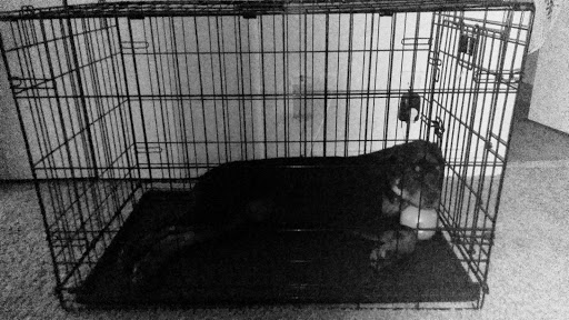 Pet Supply Store «Care-A-Lot Pet Supply Oyster Point», reviews and photos, 301 Oyster Point Rd, Newport News, VA 23602, USA