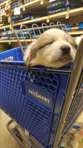 Pet Supply Store «PetSmart», reviews and photos, 916 Loganville Hwy, Bethlehem, GA 30620, USA