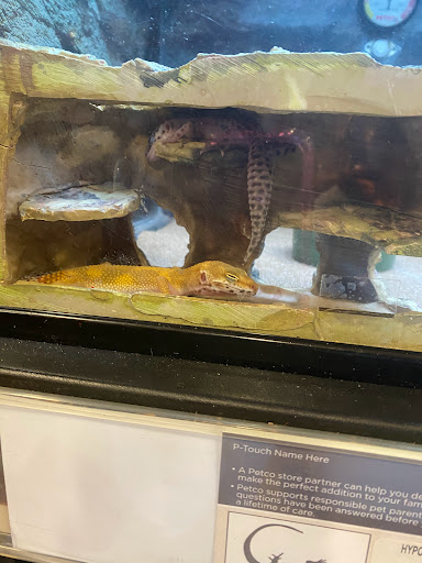 Pet Supply Store «Petco Animal Supplies», reviews and photos, 205 Goodman Rd W, Southaven, MS 38671, USA